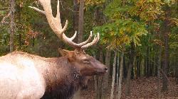 Bar Pizzeria Pardellas