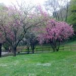 Pasticceria del Corso