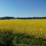 Pasticceria Volpicelli