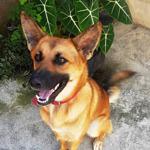 Harley's Food and Craft Beers