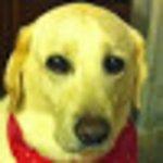 Mei Gong He Nanyang Meishi