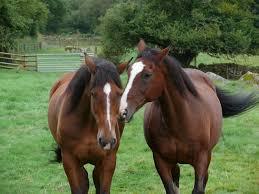 Brantome Police Horses and Friends