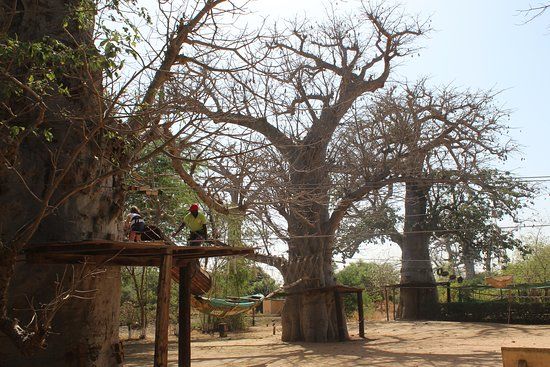 Accrobaobab Adventure