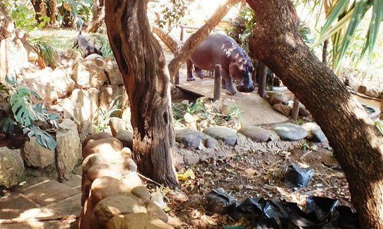 Jessica das Flusspferd