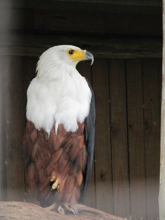 African Bird of Prey Sanctuary