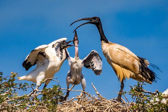 Leidam Bird Sanctuary