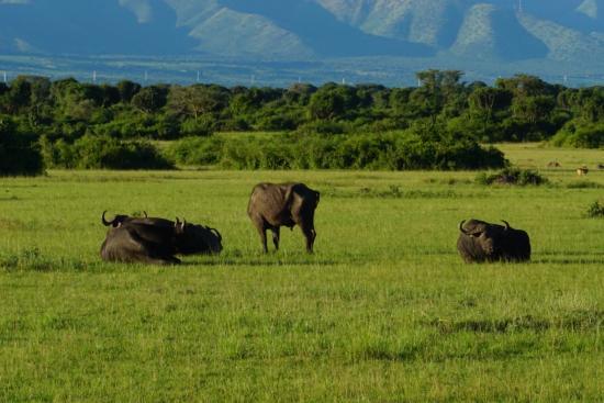 Kyambura Game Reserve