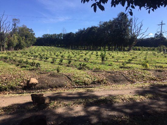 Beaver Creek Coffee Farm