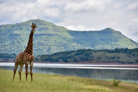 Spioenkop Nature Reserve