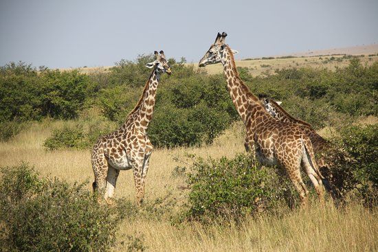 Olare Orok Conservancy