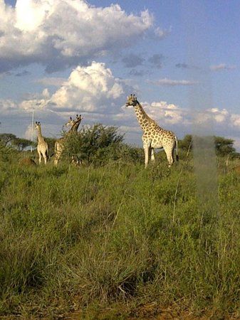 Mafikeng Game Reserve