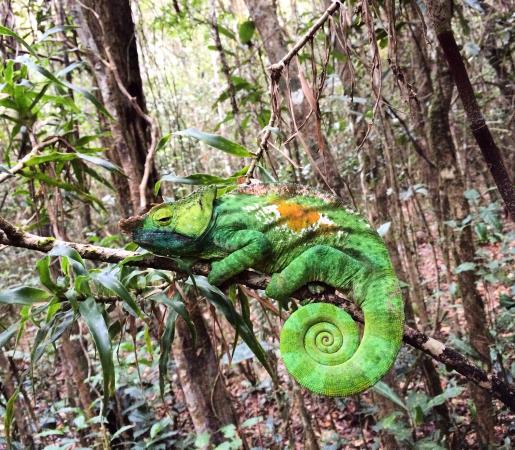 The Mitsinjo Reserve