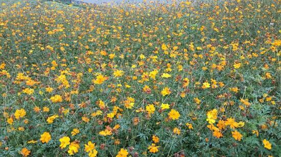 Chongqing South Lake
