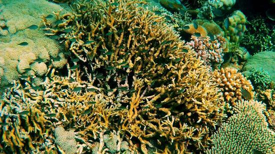 Coral Garden Marine Park