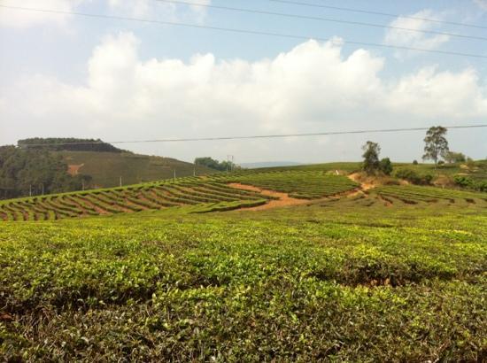 Kunming Tea Plantation