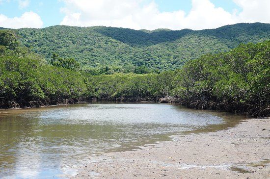 Rhizophoraceae Plant Community of Fukidogawa River