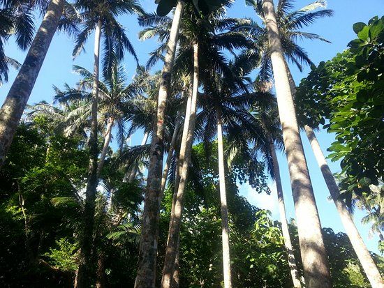 Yaeyama-yashi of Yonehara