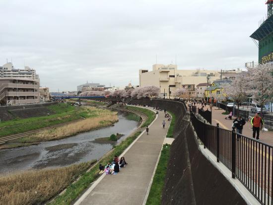 Cherry Blossum along Kashio River