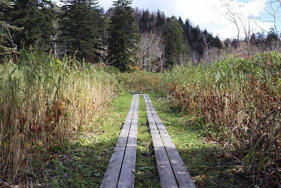 Yukomanbetsu Swamp
