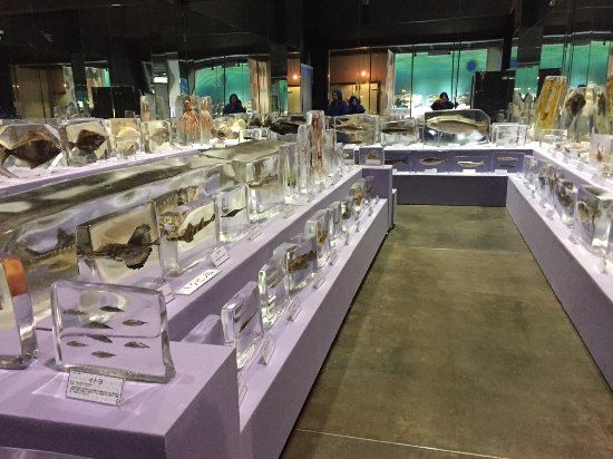 Okhotsk Sea Ice Museum