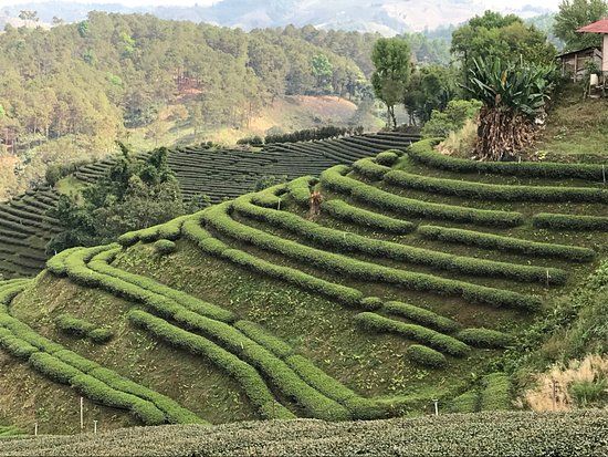 Tea Plantations