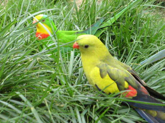 Canberra Walk in Aviary