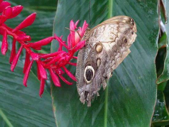 Nicaragua Butterfly Reserve