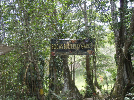 Bocas Butterfly Garden