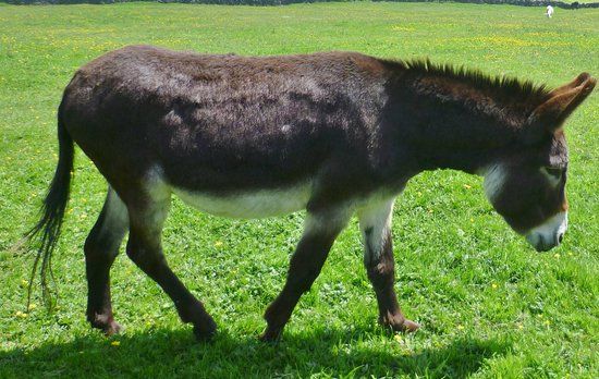 Freshfields Donkey Village