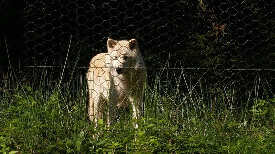 Wolfspark Werner Freund