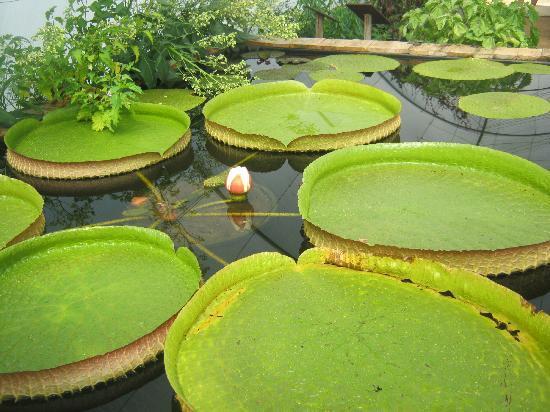 The Potager Extraordinaire