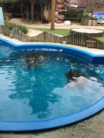 Museu a Céu Aberto da Tartaruga Marinha