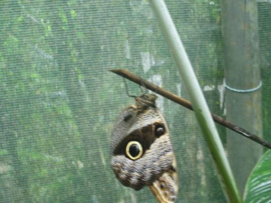 Pillpi Wasi Mariposario