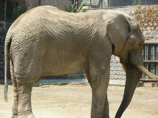 Chilenischer Nationalzoo