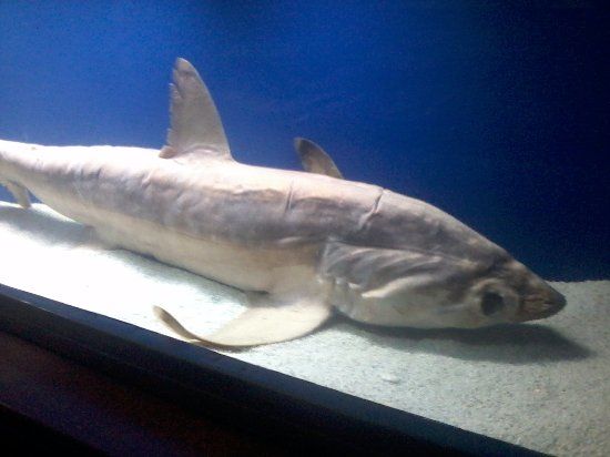 Marine Life Museum