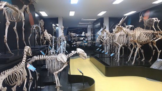 Museu de Anatomia Veterinária Prof. Dr. Plínio Pinto e Silva