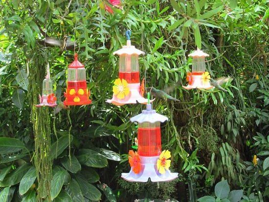 Hummingbird Garden