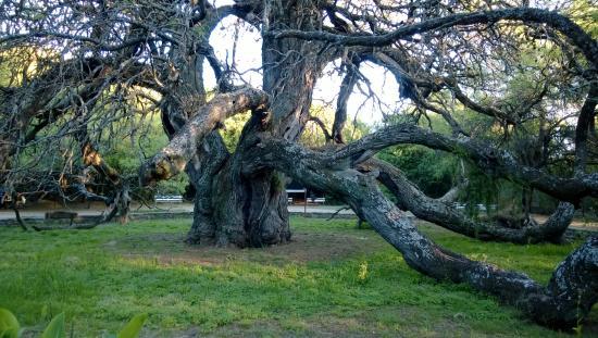 Algarrobo de los Aguero