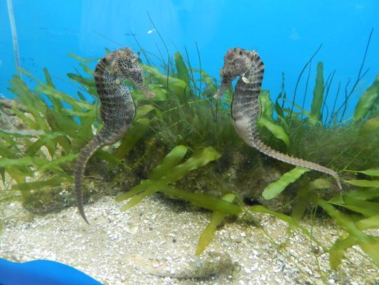 Proyecto Hippocampus