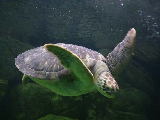 Aquário Acqua Mundo