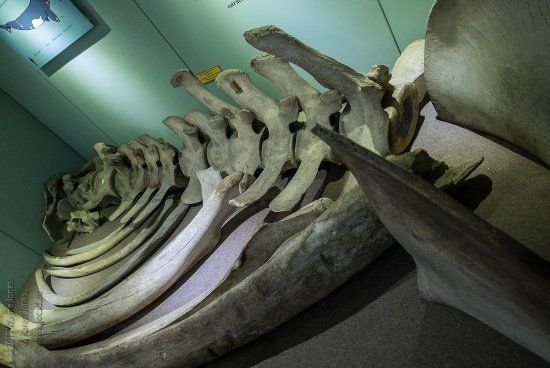 Museo Regional Salesiano