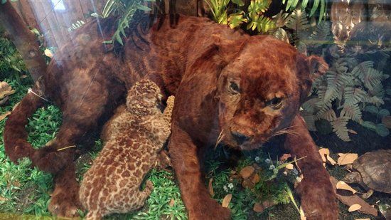 Museu de Ciências Naturais