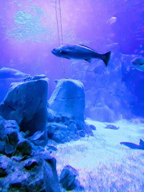 Aquarium van Istanbul