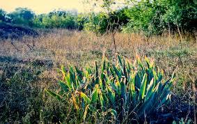 Marine Dunes from Agigea