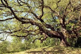 Oak of the Witches