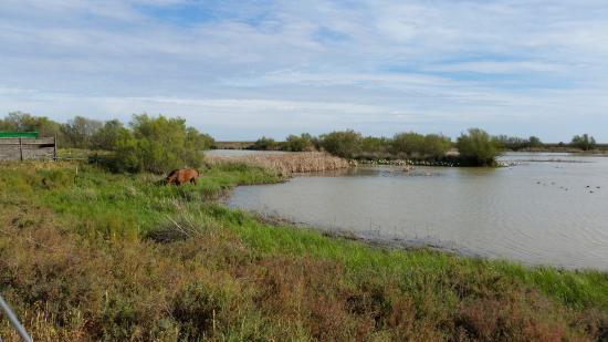 Aires de Doñana