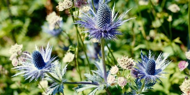 Schynigeplatte Alpinegarden