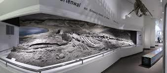 Museum for Natur og Miljø