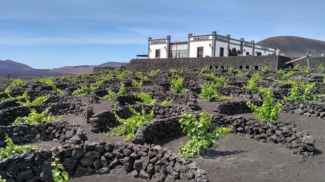 Bodega La Geria