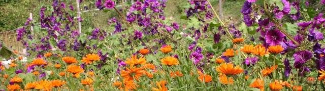 Les Herbes du Valtin